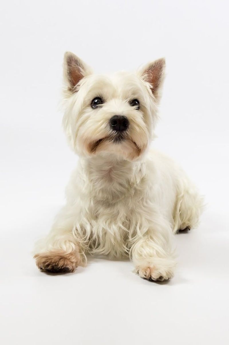 West Highland White Terrier