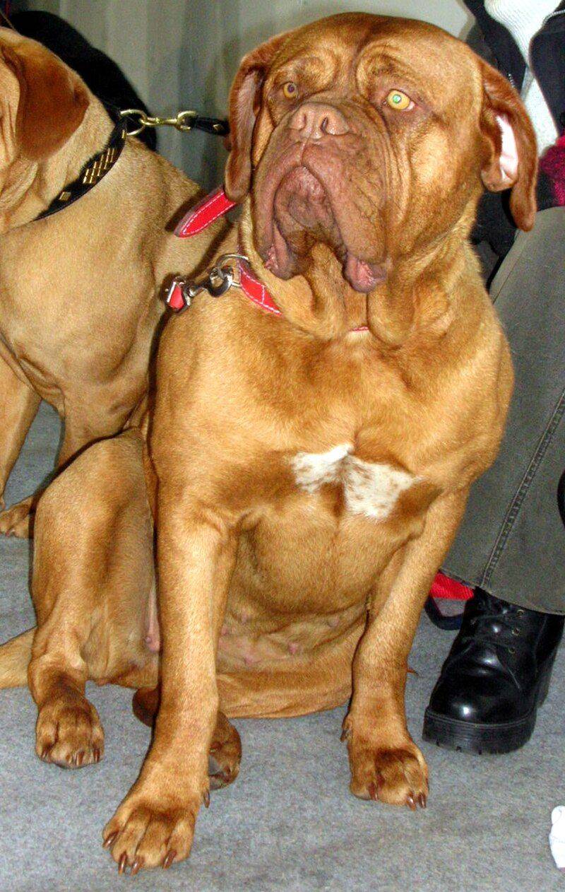 Dogue de Bordeaux