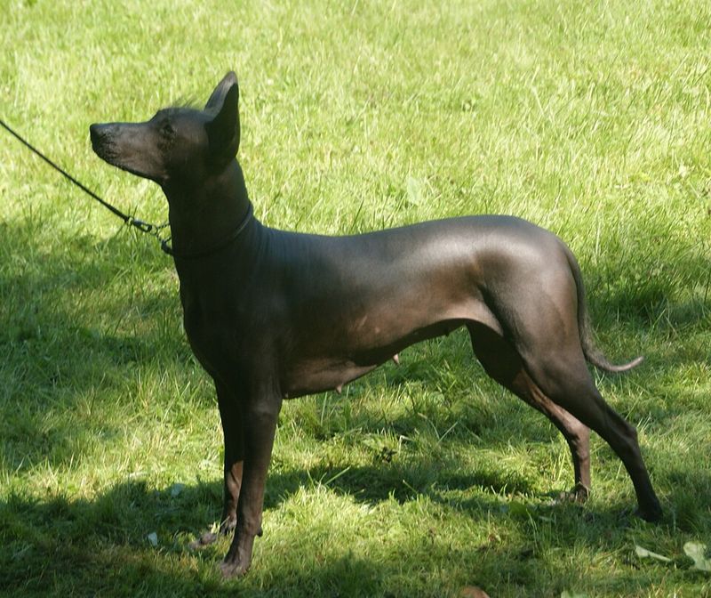 15 Ultra-Rare Dog Breeds You’ll Almost Never Spot in Everyday Life 11 Xoloitzcuintli