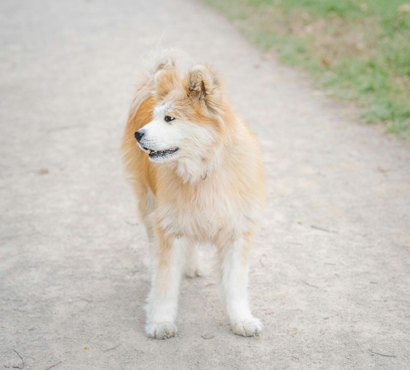 10 dog breeds owners often misjudge because stress looks a lot like stubbornness 6 Akita