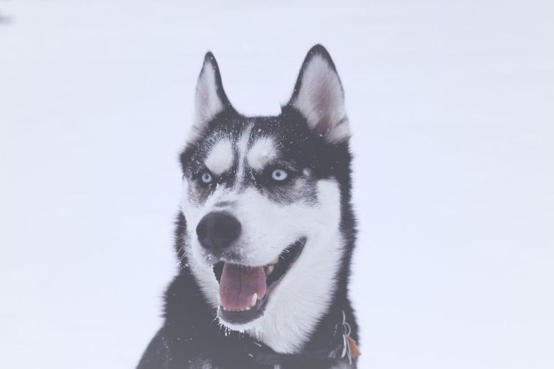 Siberian Husky