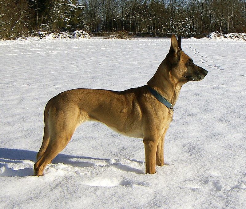 12 highly intelligent dog breeds that pick things up fast 12 Belgian Malinois