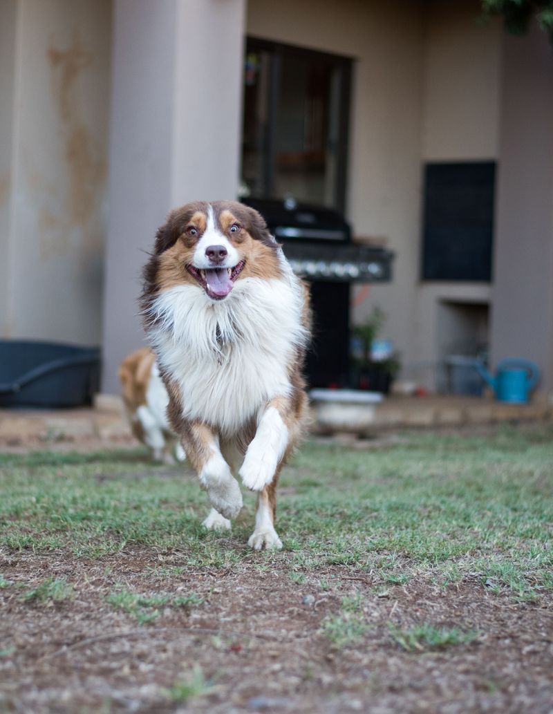 Everyone in the house may love them - these dog breeds can still make their favorite person painfully obvious 13 Australian Shepherd