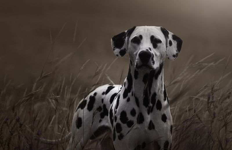 Dalmatian