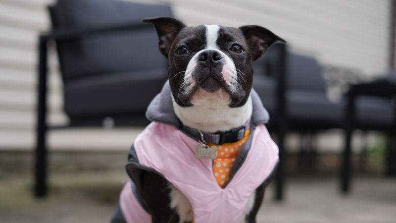 Boston Terrier: Upside-Down Tuxedo