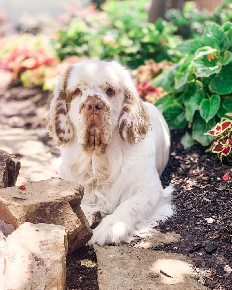 Clumber Spaniel