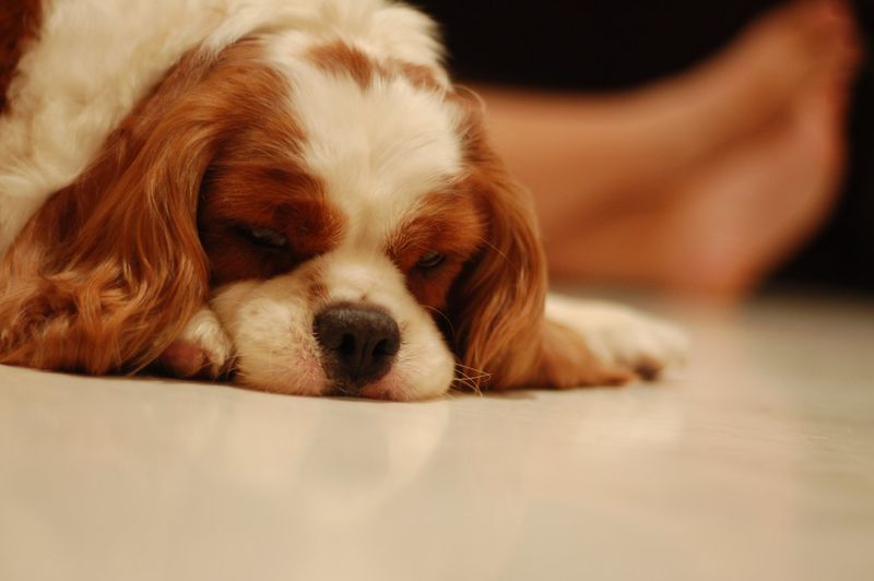 Cavalier King Charles Spaniel