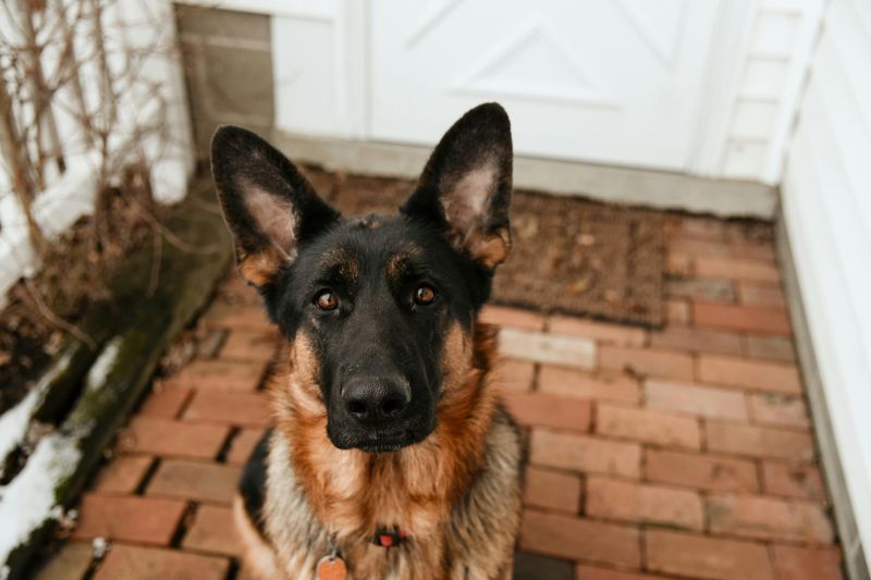 18 Highly Intelligent Large Dog Breeds That Learn New Tricks Quickly 3 German Shepherd