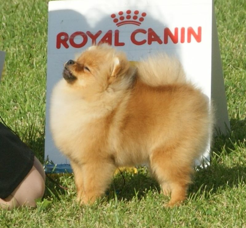Pomeranian