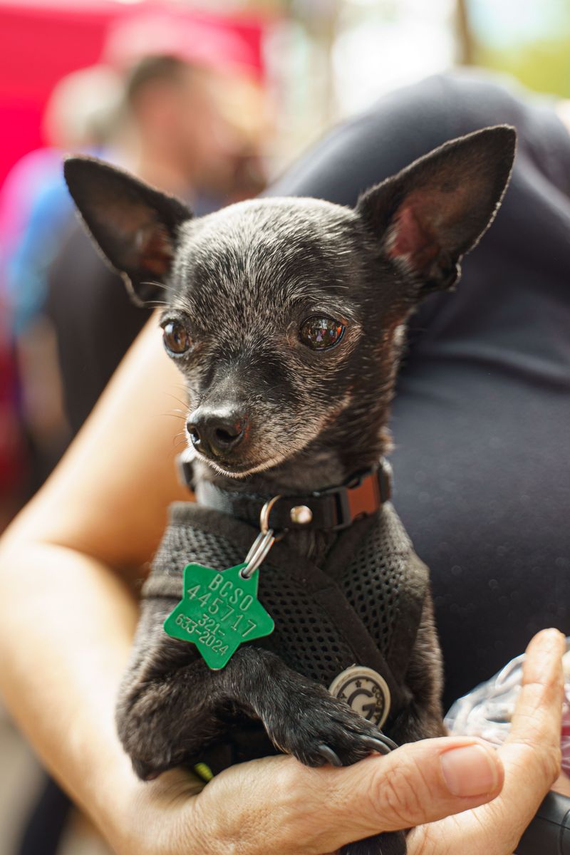 For these dog breeds, staying nearby isn't a habit - it's how they maintain connection 7 Chihuahua
