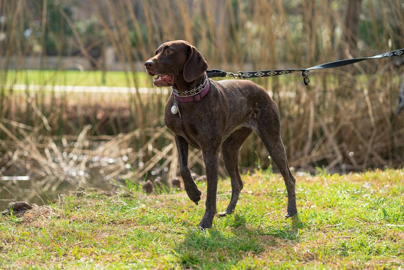 14 active dog breeds known for destructive behavior when under-stimulated 11 German Shorthaired Pointer