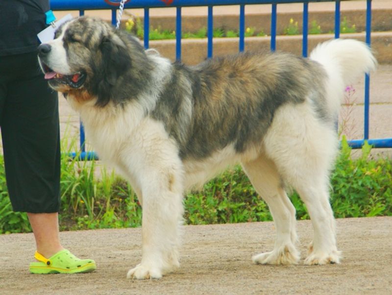 Pyrenean Mastiff
