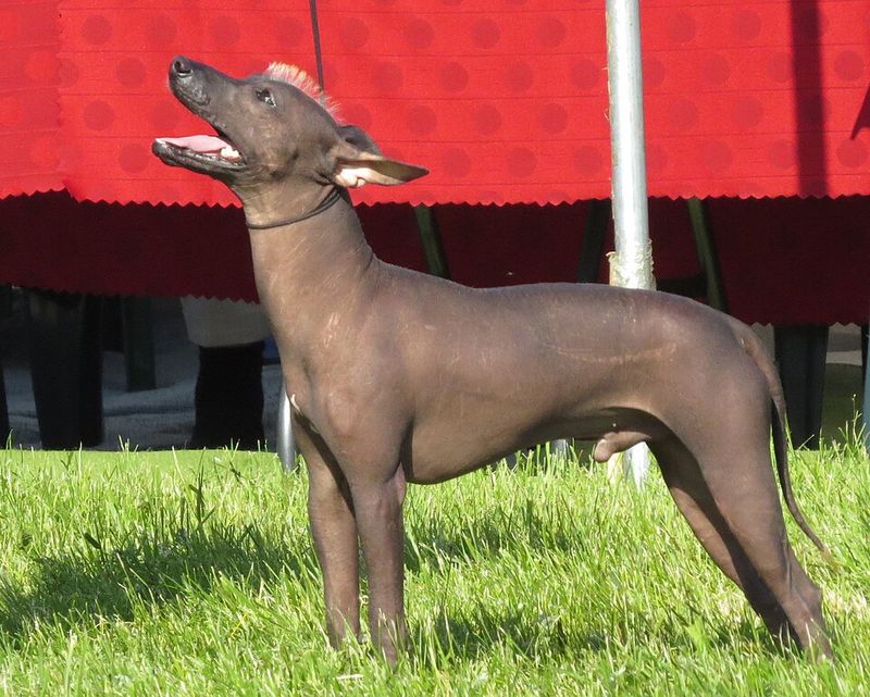 Xoloitzcuintli