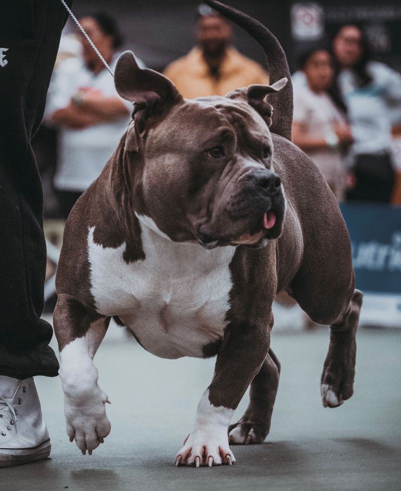 American Bully