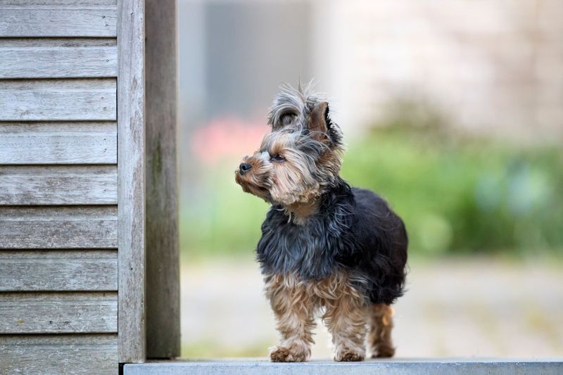 Digestive sensitivity varies considerably between dogs - And breed can play a role 6 Yorkshire Terrier