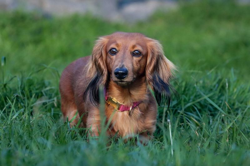 Dachshund