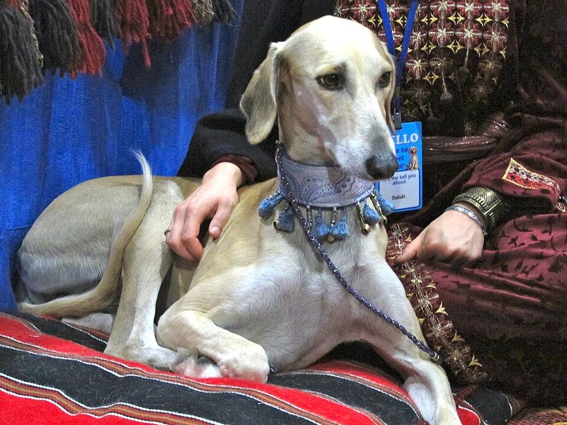 Beauty comes in many forms - These 12 breeds prove it, and these 3 reinforce it 7 Saluki