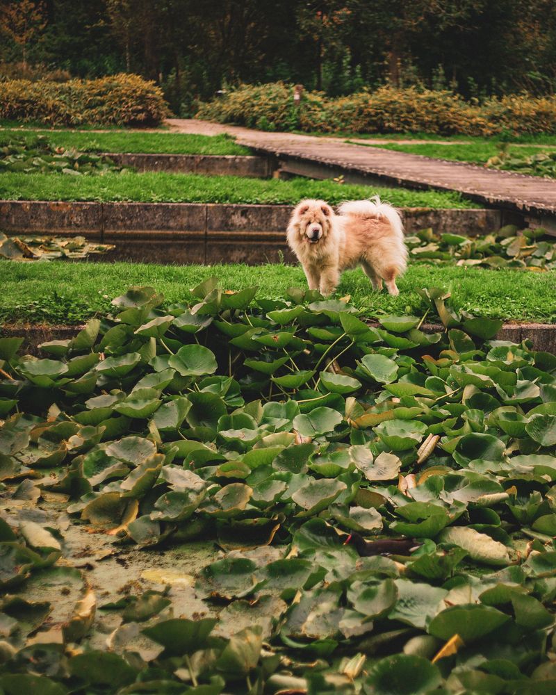11 dogs that can turn a snow-covered backyard into their favorite playground 11 Chow Chow
