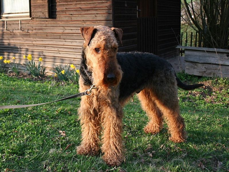 Dog trends left these breeds behind - Ask their owners and you'll hear a very different story 7 Airedale Terrier
