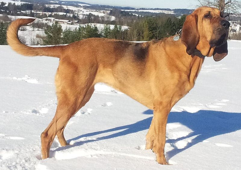 14 dog breeds people used to love but are now quietly abandoning 10 Bloodhound