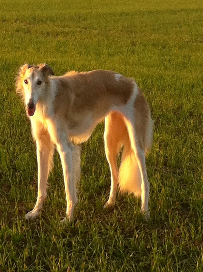 Borzoi