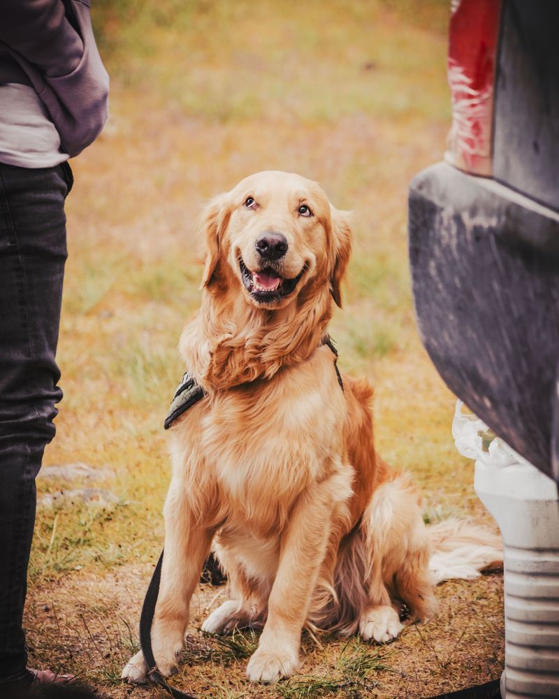 10 dog breeds where one strange smell can be easy to dismiss - until you realize why it changed 5 Golden Retriever