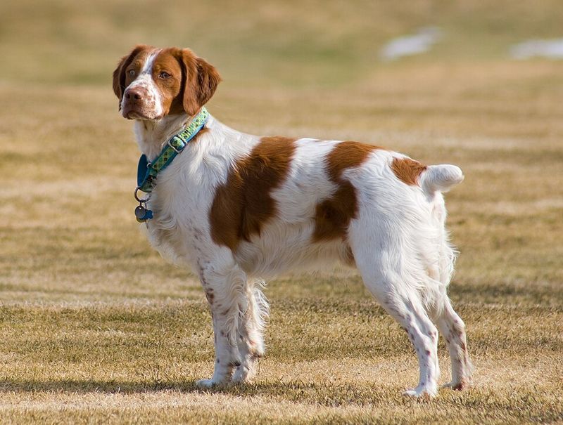 Some dogs enjoy doing their own thing - These breeds would rather join whatever you're doing 6 Brittany