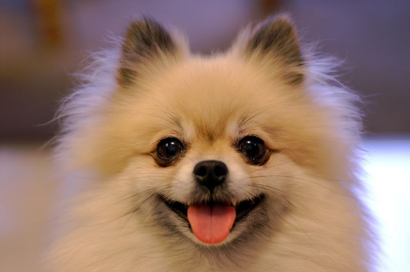 Small home, small dog, enormous attachment - These breeds take companionship seriously 7 Pomeranian