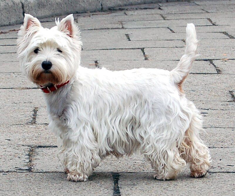 22 White Dog Breeds Recognized for Their Elegant Appearance 5 West Highland White Terrier
