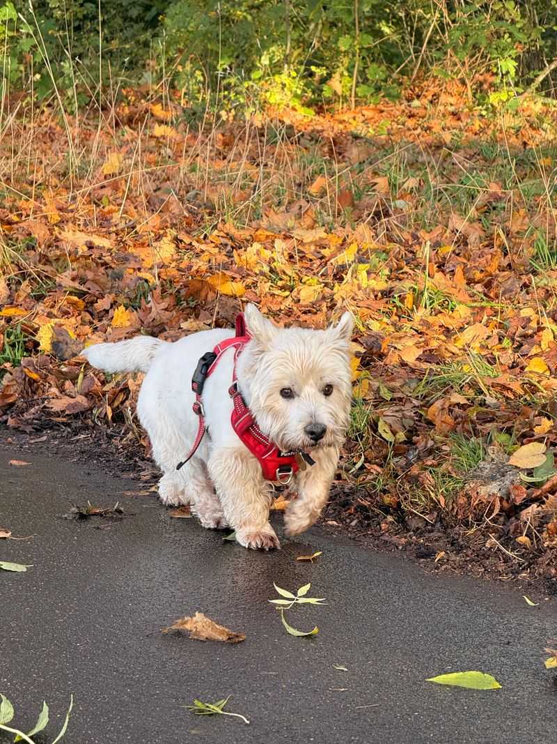 West Highland White Terrier