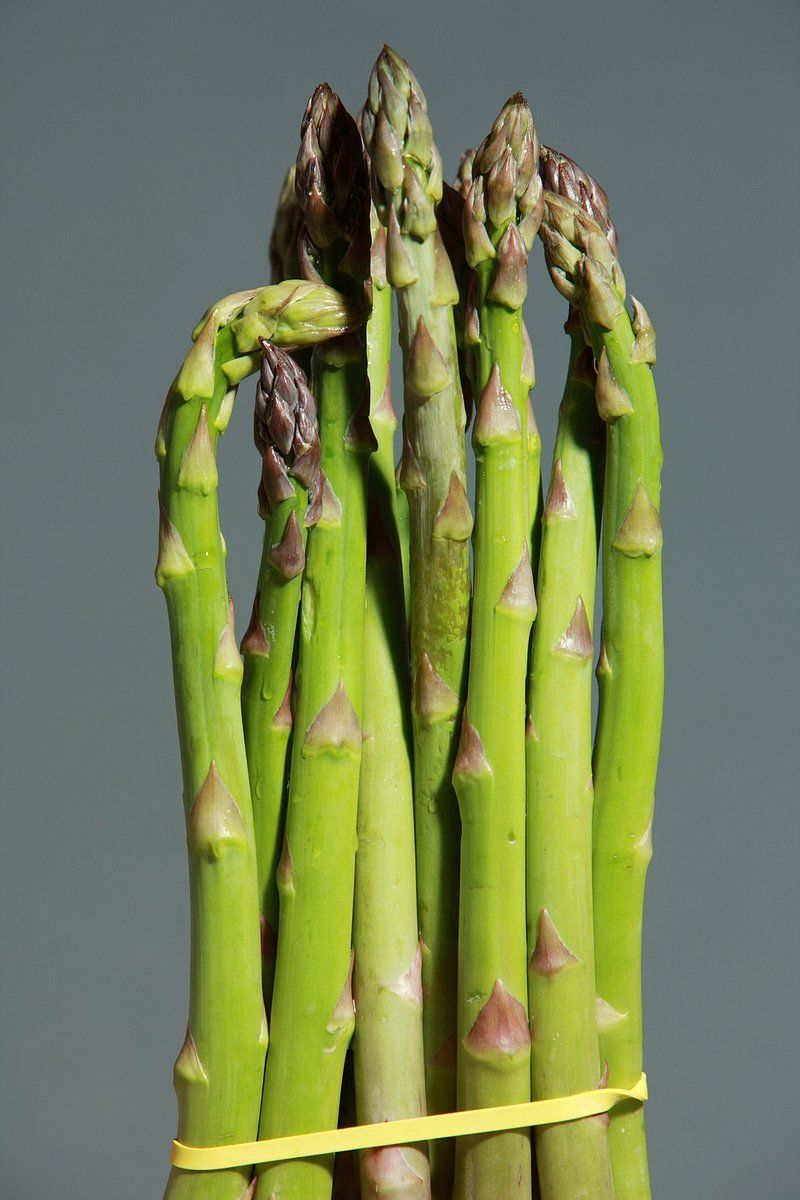 19 Safe and Nutritious Vegetables Dogs Can Enjoy 19 Asparagus