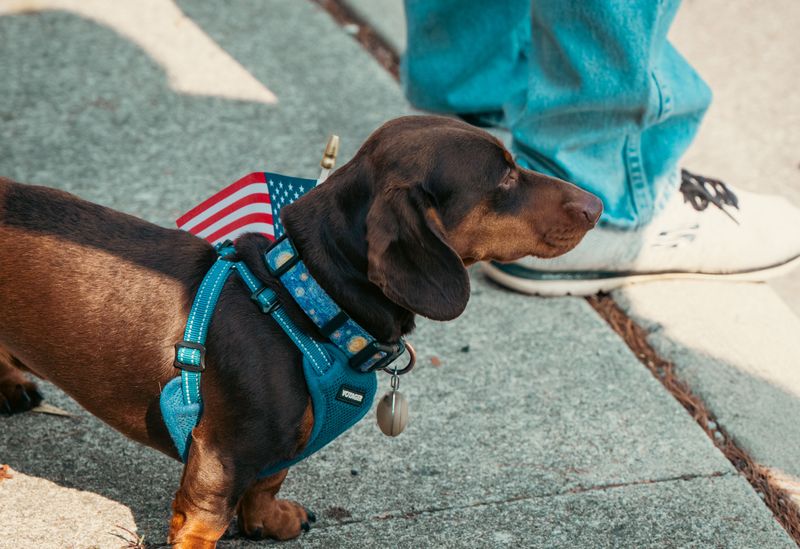 12 short-haired dogs that can be more demanding than their simple coats suggest 8 Dachshund
