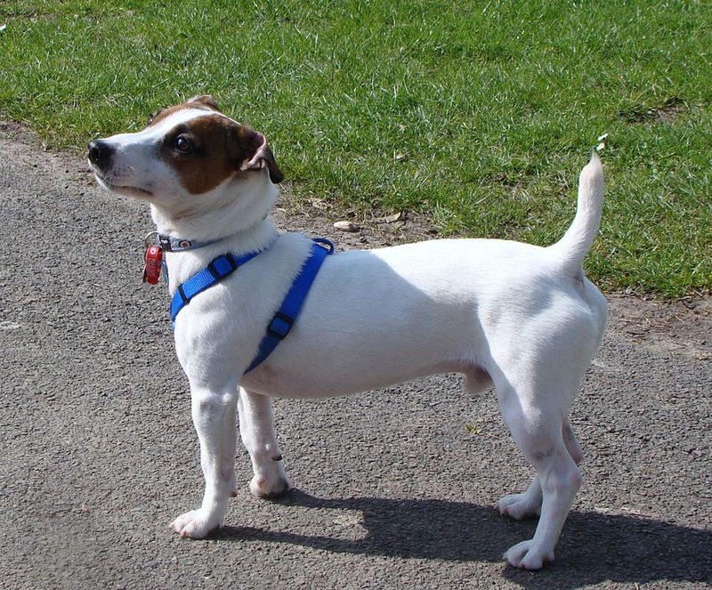 8 Exceptionally Well-Behaved Dog Breeds (And 8 That Are Far More Challenging) 15 Jack Russell Terrier