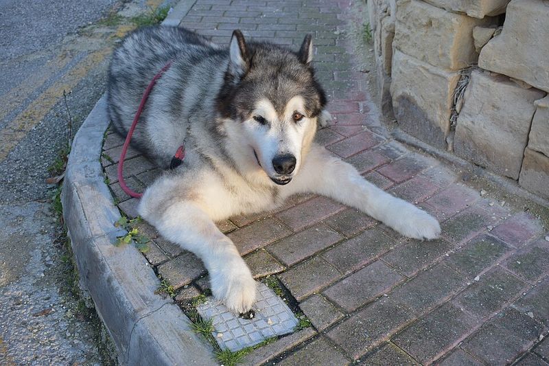 25 Strong-Willed Dog Breeds That Challenge Even Seasoned Owners 12 Alaskan Malamute