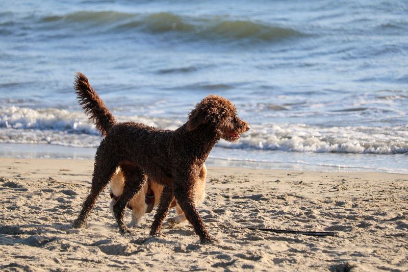Thinking about a second dog? These 10 breed pairings often work beautifully – plus 2 unexpected matches 13 Akita + Standard Poodle