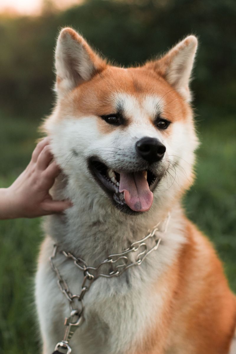 Akita