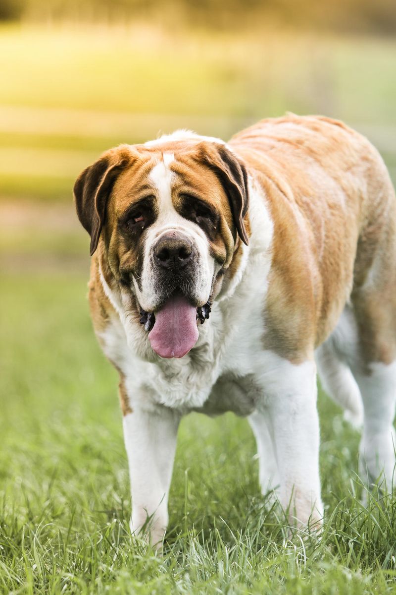 26 Dog Breeds Recognized for Their Unmistakable Vocalizations 20 Saint Bernard