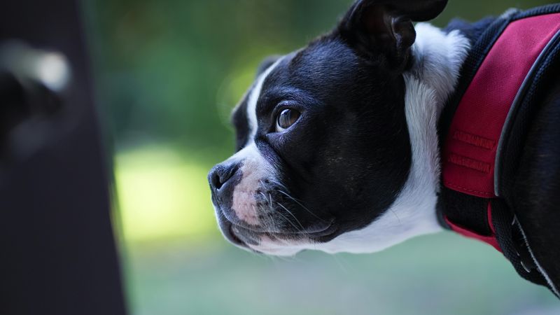 Boston Terrier