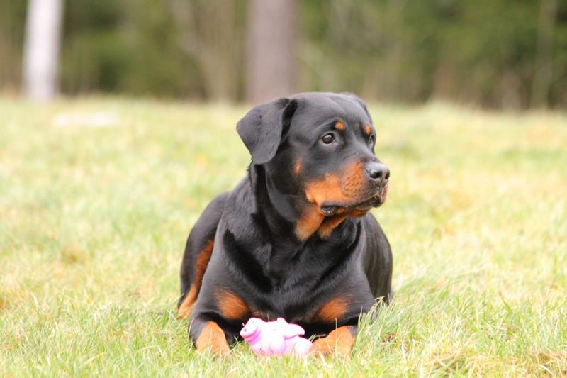 11 dog breeds people fear the most - plus 3 lovable dogs unfairly dragged into the conversation 3 Rottweiler