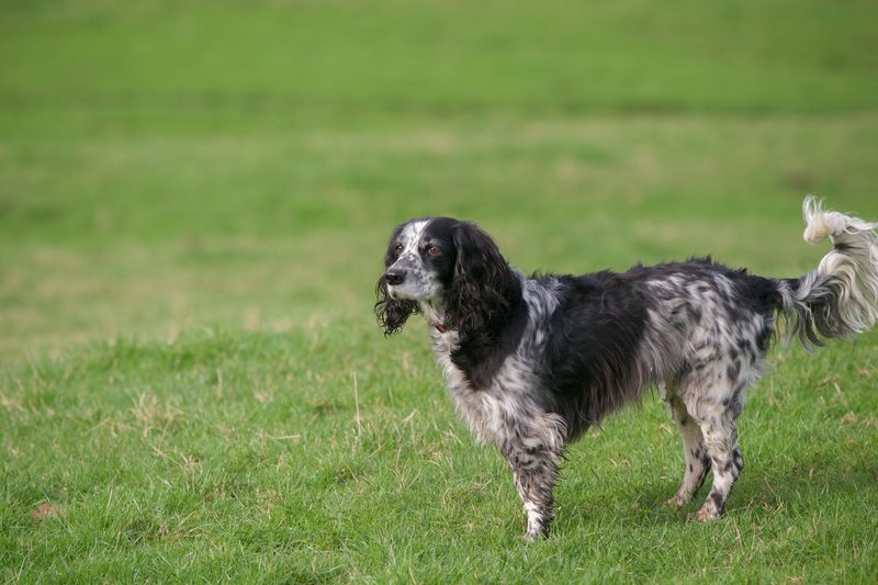 You brush, bathe and trim - but owners of these 12 dog breeds often forget the ears 13 English Setter