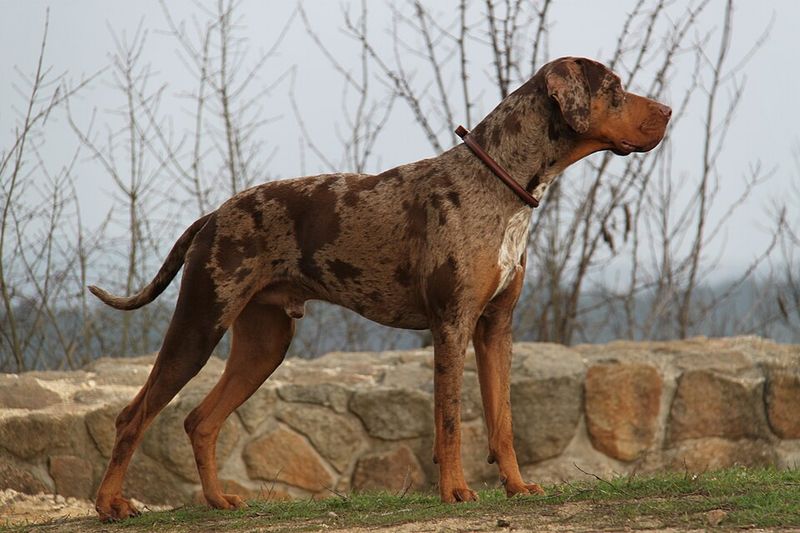 11 dogs whose natural instincts make them exceptional workers 9 Catahoula Leopard Dog