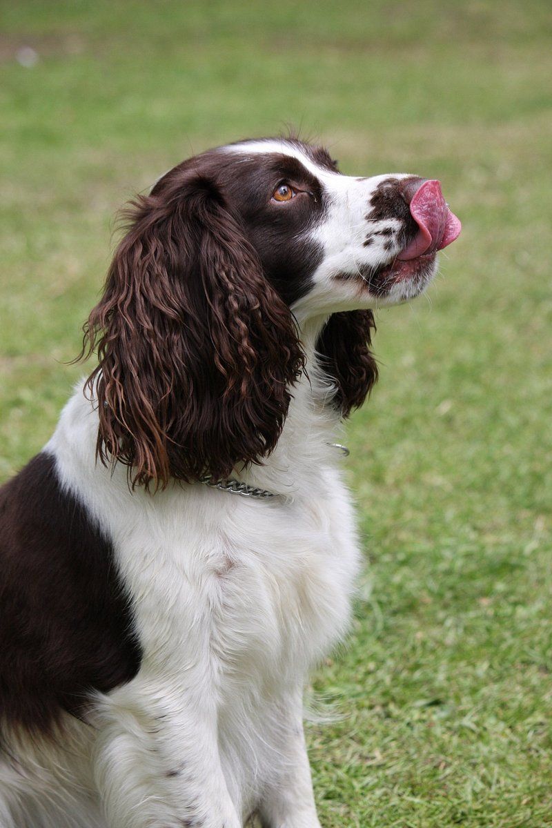 20 Dog Breeds Known for Their Curious and Inquisitive Nature 19 English Springer Spaniel