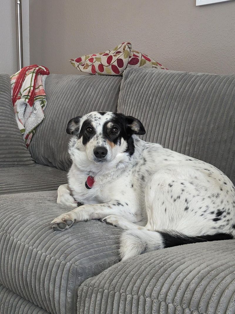 Texas Heeler