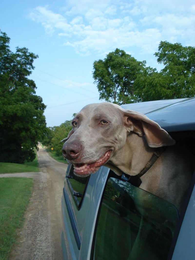 13 dog breeds that often struggle with car rides - plus 3 that absolutely love road trips 12 Weimaraner