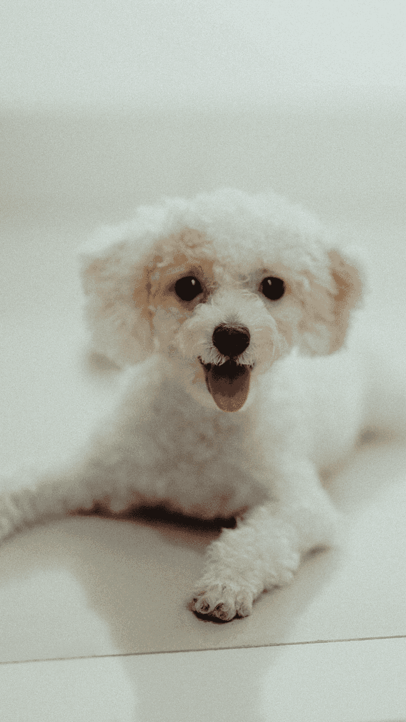Many owners enjoy extra years with these 11 remarkable dog breeds 4 Toy Poodle