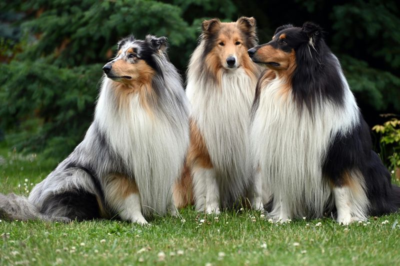 These 11 dogs protect, comfort, and bond with families like few others can 7 Rough Collie