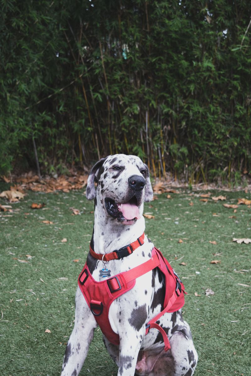 Great Dane: A Giant With a Tender Heart