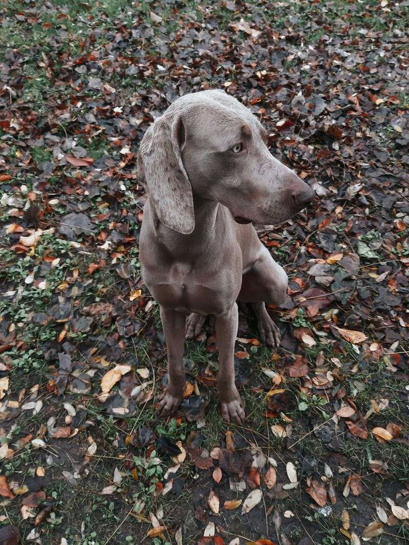10 dogs that remind owners friendliness and low prey drive are not the same trait 8 Weimaraner: The Gray Ghost Who Stalks