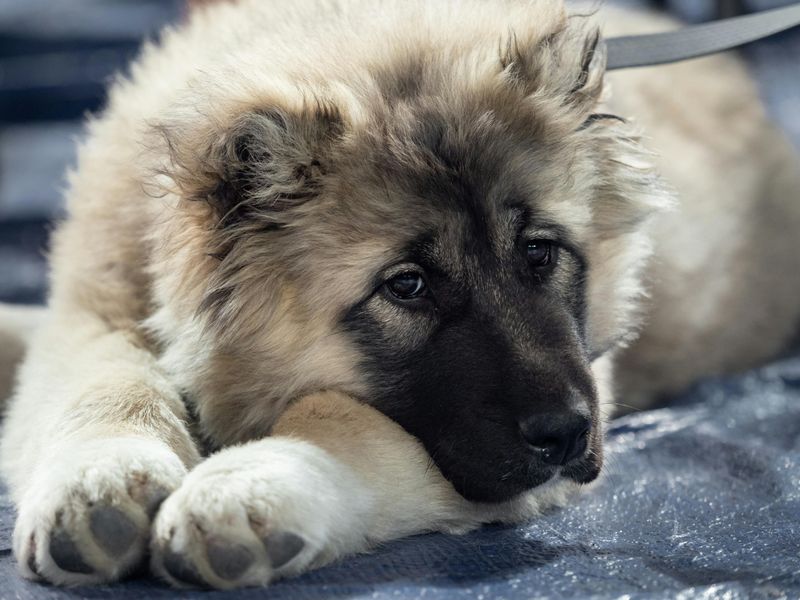 11 dog breeds people fear the most - plus 3 lovable dogs unfairly dragged into the conversation 9 Caucasian Shepherd