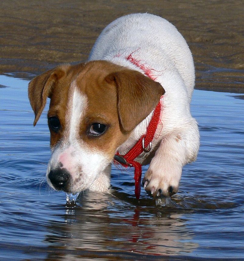 11 dog breeds that can make even experienced owners question everything they know about dogs 12 Jack Russell Terrier